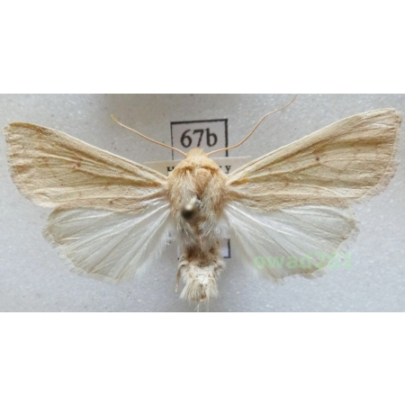 Mythimna vitellina (Hübner, 1808) Hungaria67b